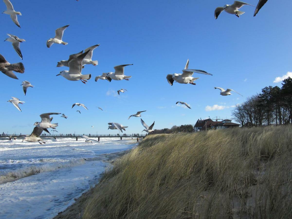 Premium-lodge Im Der Suedschwede ... Dein Gaestehaus Mitten In Apartment Zingst